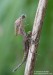 Šidélko brvonohé (Vážky), Platycnemis pennipes, zygoptera (Odonata)